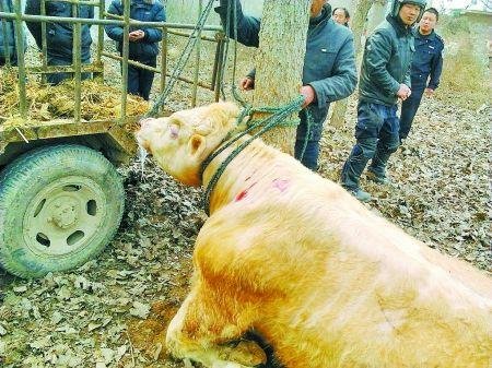 情人节公牛发飙撞伤主人 见到母牛才服输