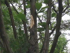 可恶：为摘槐花竟狠心砍树