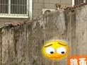 周末有话说：是是非非话宠物
