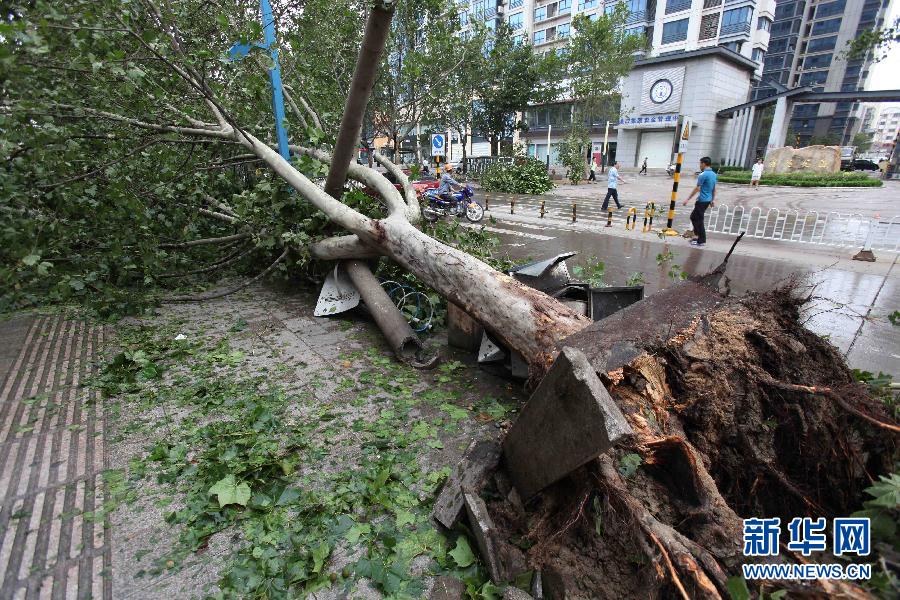 台风达维侵袭连云港 大树被连根拔起_台风 达维