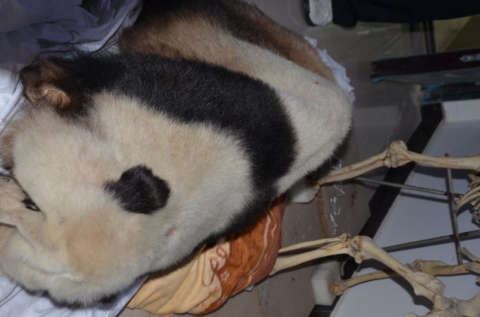 高清:陕西男子偷大熊猫标本无人敢买