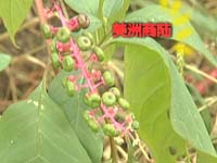 登山者发现新物种 美洲商陆入侵浮山