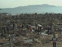 十一黄金周：景区环境遭考验