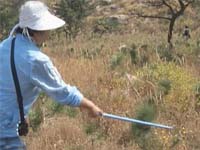 浮山上的野菊花遭了殃 满山菊花被采光