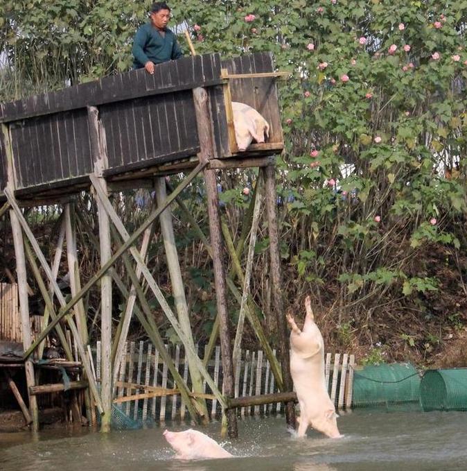 跳水猪:跳水猪火了!跳水猪肉价高三倍 猪肉品质