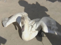 主播关注：为保“面子”不顾“里子”