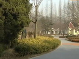 马上就办：植树节 植树难