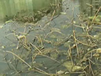 主播点评：整治牛皮癣