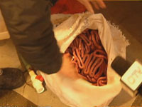 新闻追踪：皮筋蟹复出的背后