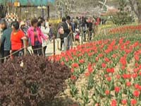 素质：公园上演“中国式赏花”