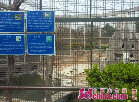 网曝青岛动物园小鸟被当活靶 记者探访未见异常