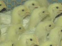 通报：食安青岛在行动