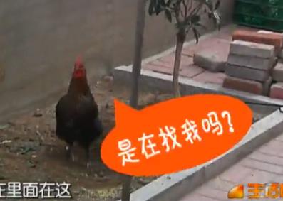 马上就办：市区养鸡吓坏邻居
