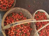 微博关注：大雨中樱桃滞销