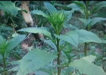 马上就办：美国商陆入侵青岛浮山？