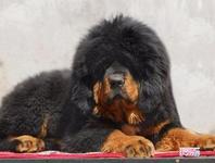 主播关注：恶犬伤人