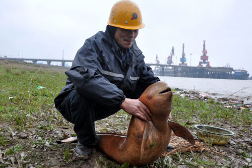 主播关注：江豚不好吃为何要保护？