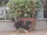 清理“狗患”倒计时 擅养禁犬将重罚