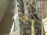 违规养十多只牧羊犬 这真是要受处罚的节奏