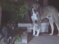 主播关注：迟到的保护