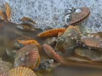 食安办公布水产品抽检结果 螺贝类金属镉超标