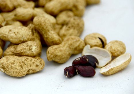 黑皮花生掉色的真相