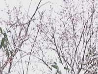 银装素裹现美景 春雪飘飘众人醉