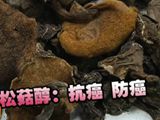 观众俱乐部：美味松菇砸出来