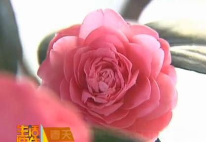 春天在哪里：老两口的山茶花