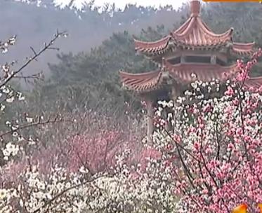 春天在哪里：赏梅花送门票