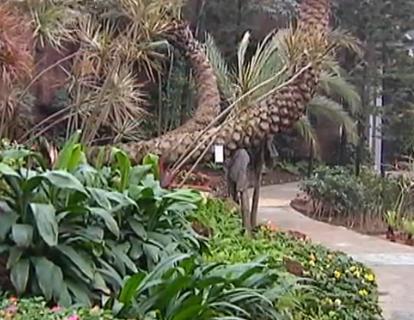 春天在哪里：世园会里的稀罕植物
