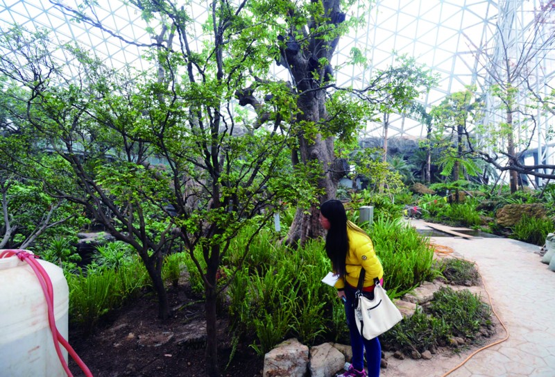 千年荔枝千金难求(组图)