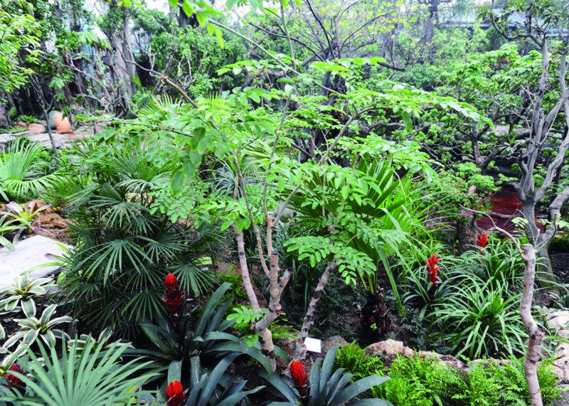 千年荔枝千金难求(组图)