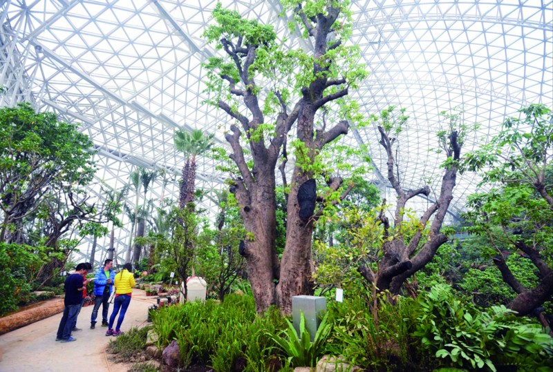 千年荔枝千金难求(组图)