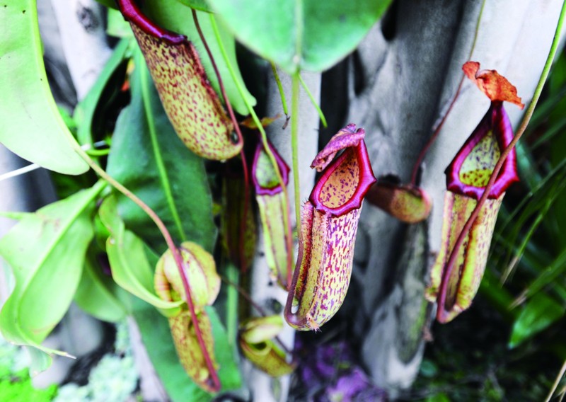 千年荔枝千金难求(组图)