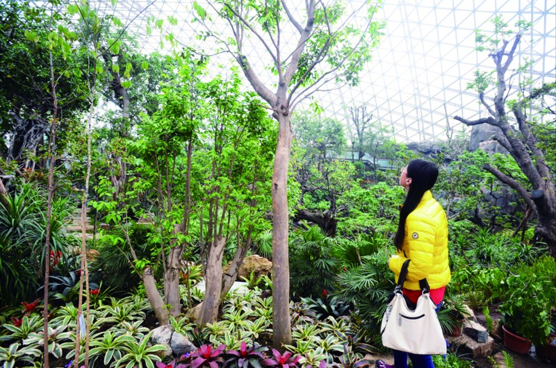 千年荔枝千金难求(组图)