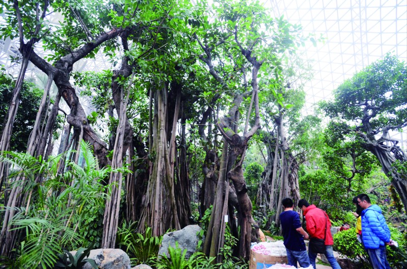 千年荔枝千金难求(组图)