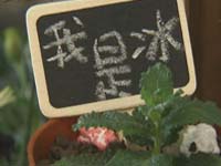 舌尖上的世园会 上百种美食等你来品尝