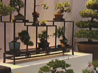 世园真奇妙：主题馆里盆景争艳