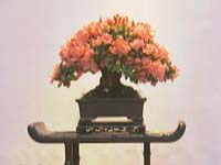 世园会盆景竞赛 百年树龄盆景夺魁