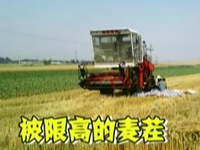 徐麟体验麦收 割麦不再“汗滴禾下土”