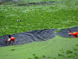 汉江浮萍泛滥变草原 游泳者称戏水又踏青