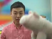 中秋送礼答谢观众 阿根廷海捕红对虾礼盒装
