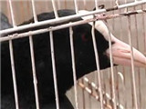 救救不知名的小鸟