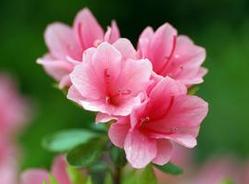 热线问答：杜鹃花衰落怎么办
