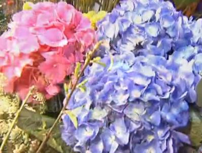 温馨提示：鲜切花如何保鲜