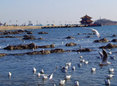 海鸥频频驻足海滨 成百年栈桥崭新风景