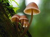绝对美味合集：山珍野味庆佳节