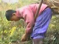 深山的采药少年