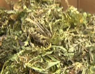 温馨提示：食用正当时